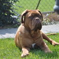 Bordeauxdog