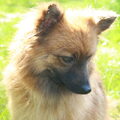 Keeshond, Klein
