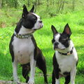 Boston Terrier