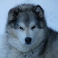 Alaskan Malamute