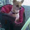 Chihuahua, korthaar