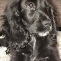 Engelse Cocker Spaniel