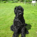 Zwarte Russische Terrier