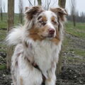 Australian Shepherd