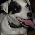 Jack Russell Terrier