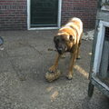 Mechelse Herder