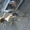 Mechelse Herder