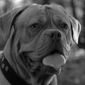 Bordeauxdog