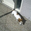Jack Russell Terrier