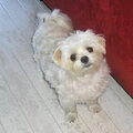 Maltezer