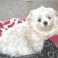 Maltezer