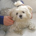 Maltezer