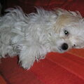 Maltezer