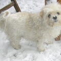 Maltezer