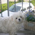 Maltezer