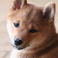 Shiba Inu