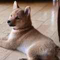 Shiba Inu