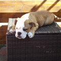 Old English Bulldog