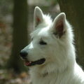 Zwitserse Witte Herdershond