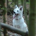 Zwitserse Witte Herdershond