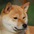 Shiba