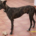 Galgo Español