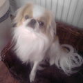 Japanse Spaniel