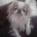 Japanse Spaniel