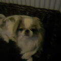 Japanse Spaniel