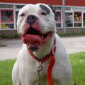 Amerikaanse Bulldog