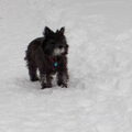 Cairn Terrier
