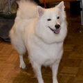 Grote Keeshond, wit