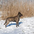 Hollandse Herdershond