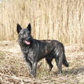 Hollandse Herdershond