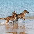 Hollandse Herdershond