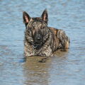 Hollandse Herdershond