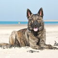 Hollandse Herdershond