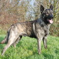 Hollandse Herdershond