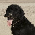 Labradoodle