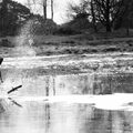 Foto van Fahra, de bc van Anja, die een plas water doorloopt achter een stok aan.

in feb. 2012 genomen, Kalmthout, België