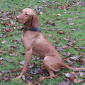 Vizsla (Hongaarse staande hond)