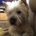 Cairn Terrier