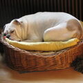 Old English Bulldog