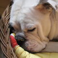 Old English Bulldog