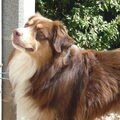 Australian Shepherd