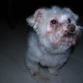 Maltezer