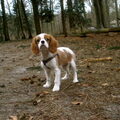 Cavalier King Charles Spaniel