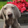 Weimaraner