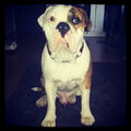 Old English Bulldog