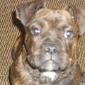 Bullmastiff
